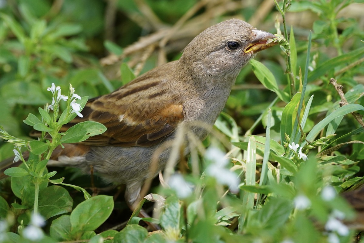 Swahili Sparrow - Greg Hertler