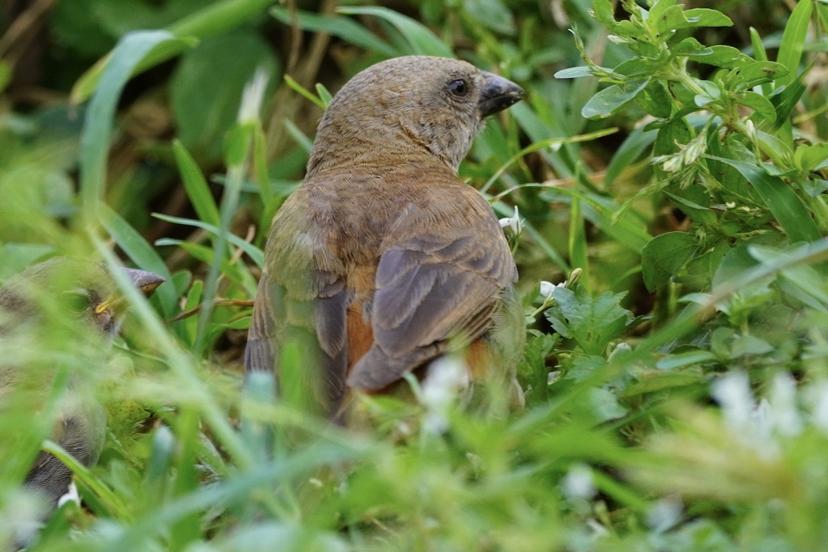 Swahili Sparrow - ML617161367