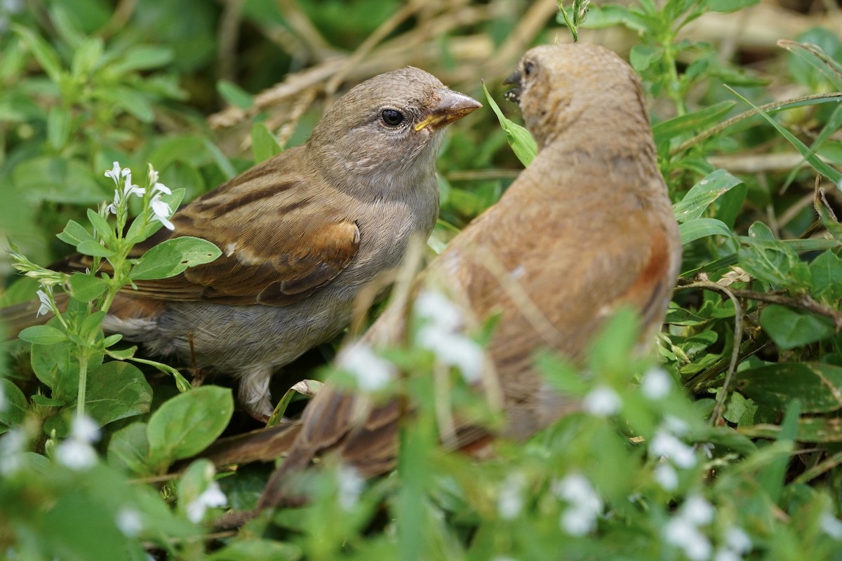 Swahili Sparrow - ML617161368