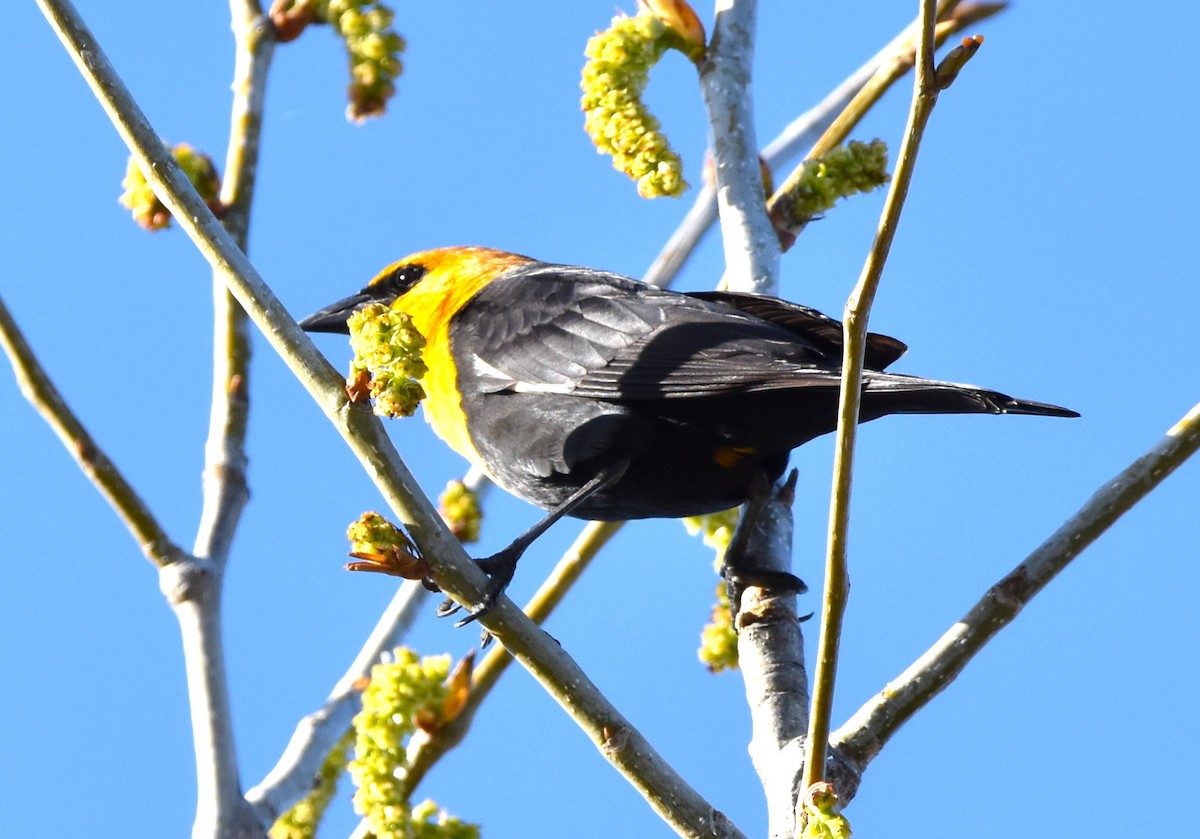 Yellow-headed Blackbird - ML617161498
