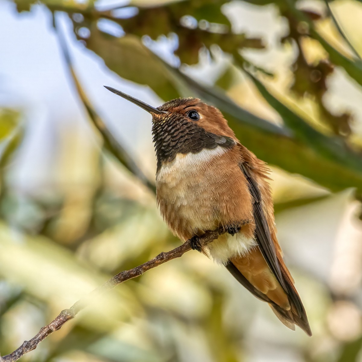 Rufous Hummingbird - marlin harms