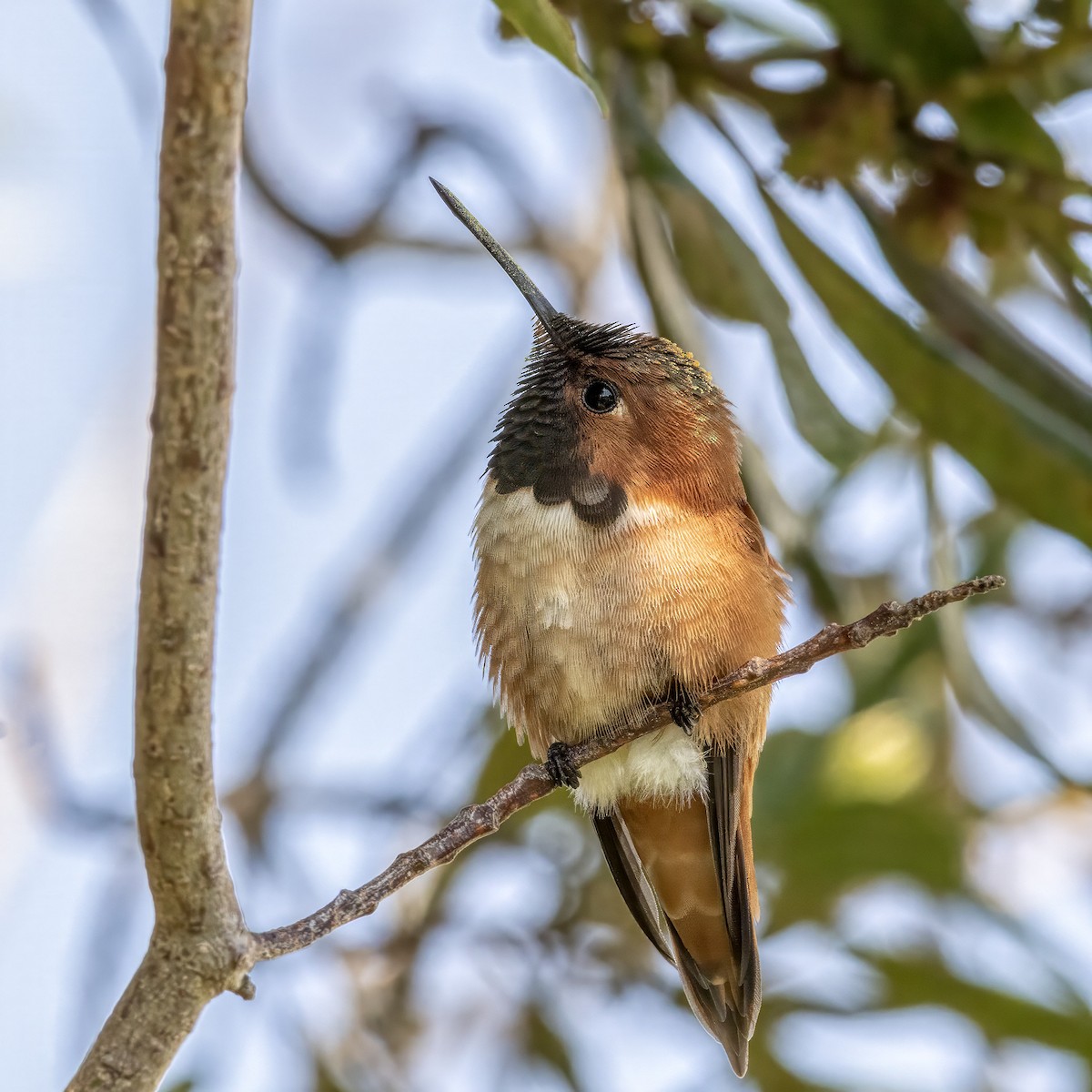 Rufous Hummingbird - ML617161522
