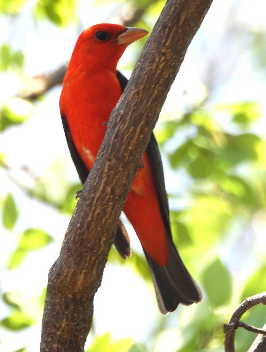 Scarlet Tanager - ML617161593