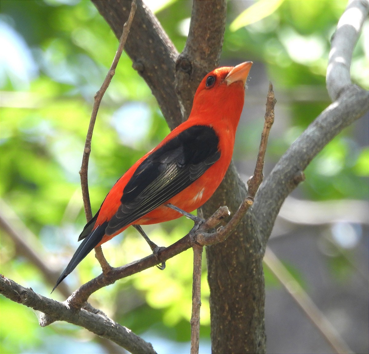 Scarlet Tanager - ML617161594