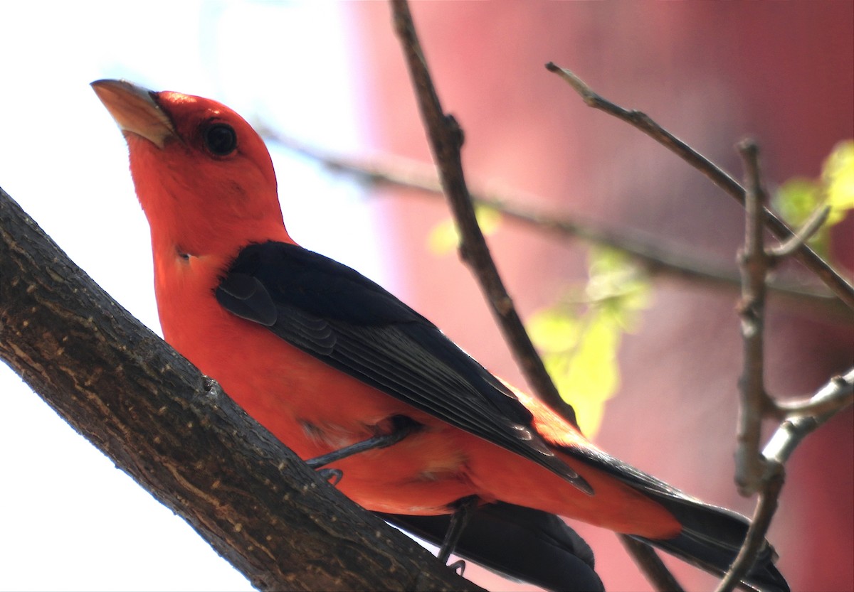 Scarlet Tanager - ML617161595