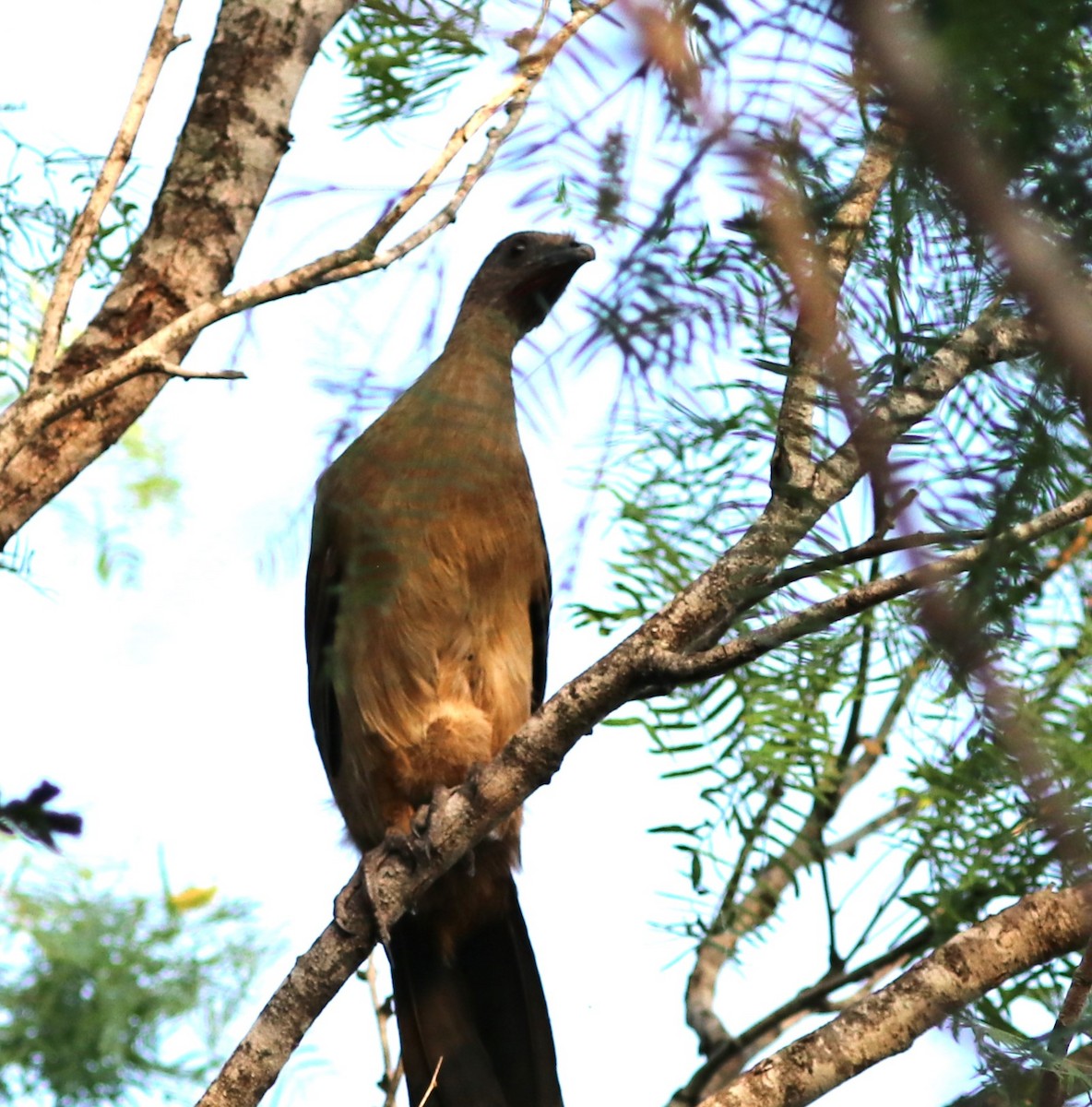 eBird Checklist - 9 Apr 2024 - Bentsen-Rio Grande Val. SP WBC (Mission ...