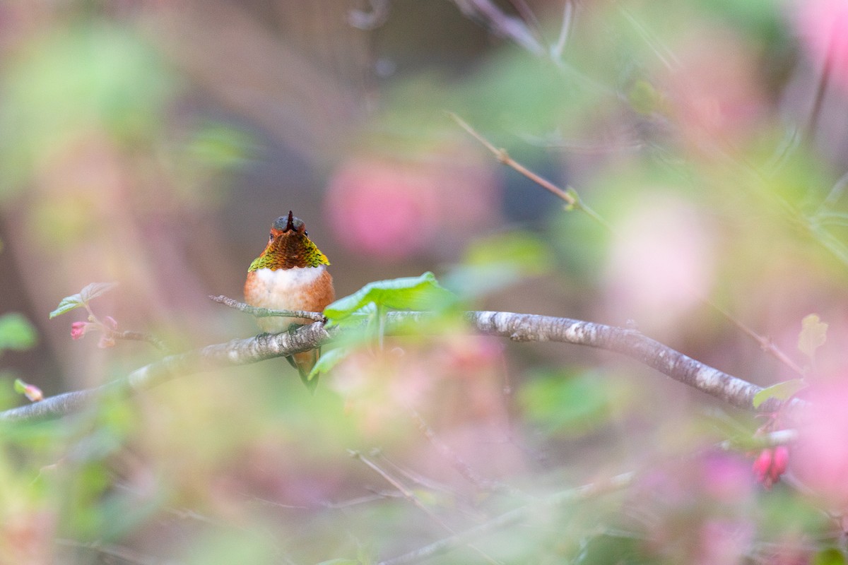 Rufous Hummingbird - Aquiles Brinco