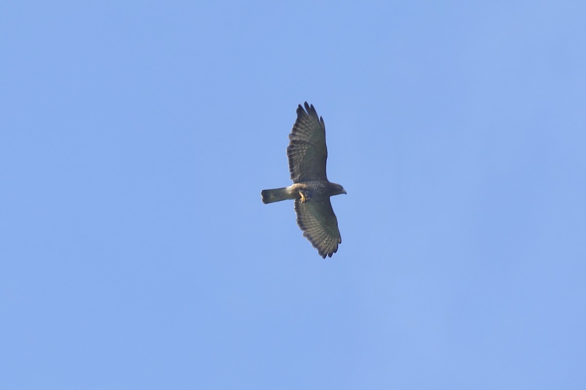 Broad-winged Hawk - ML617161725