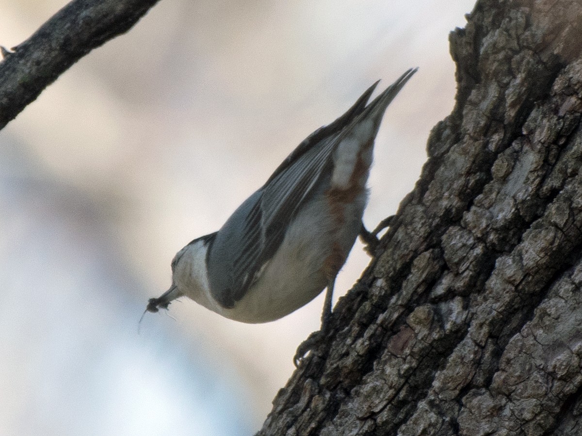 White-breasted Nuthatch - ML617161771