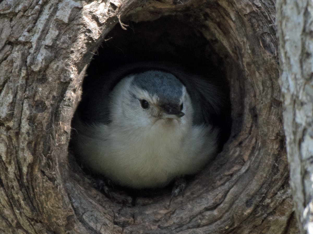 White-breasted Nuthatch - ML617161772