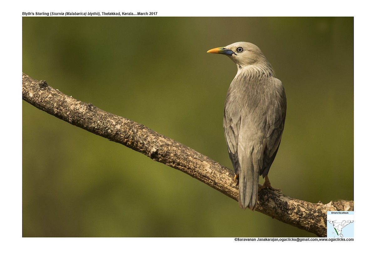 Malabar Starling - Saravanan Janakarajan