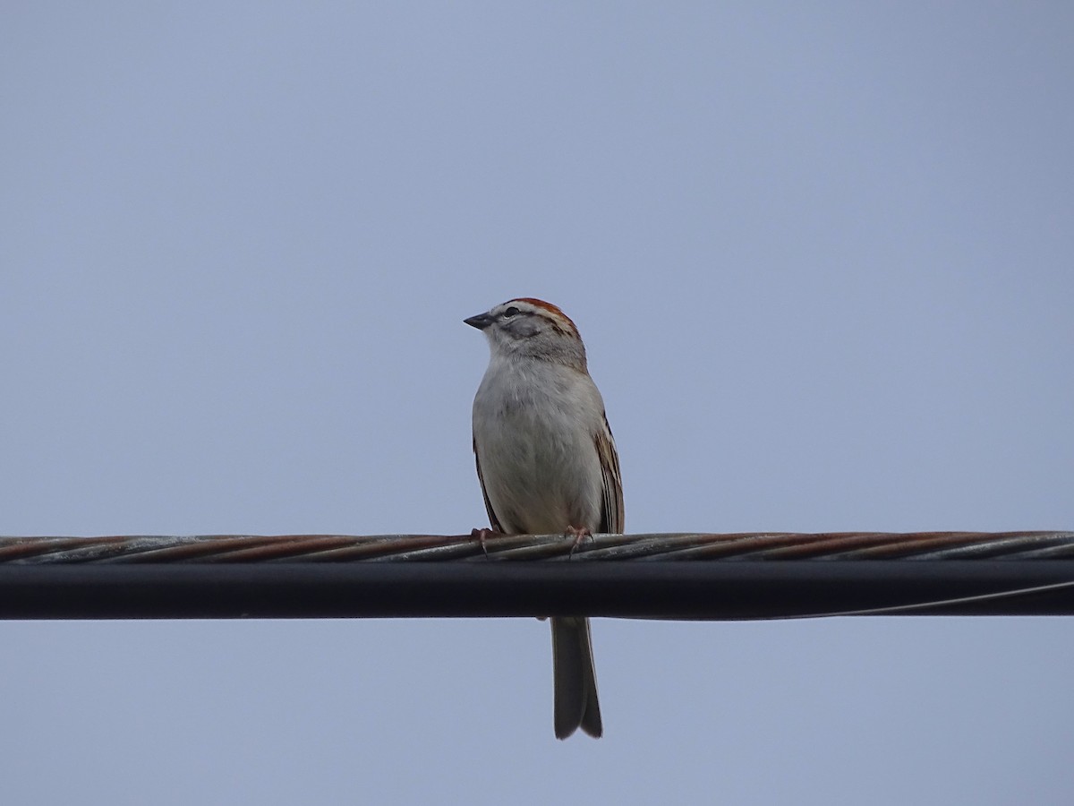 Chipping Sparrow - ML617161910
