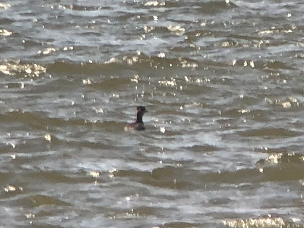 Red-necked Grebe - ML617161914