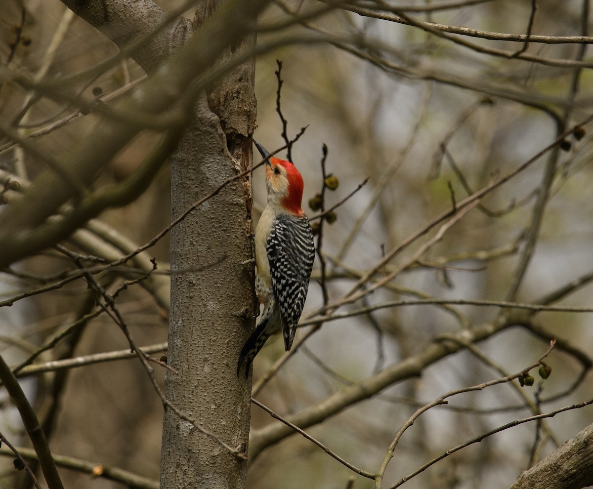 Red-bellied Woodpecker - ML617161956