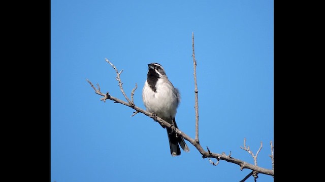 Black-throated Sparrow - ML617162103