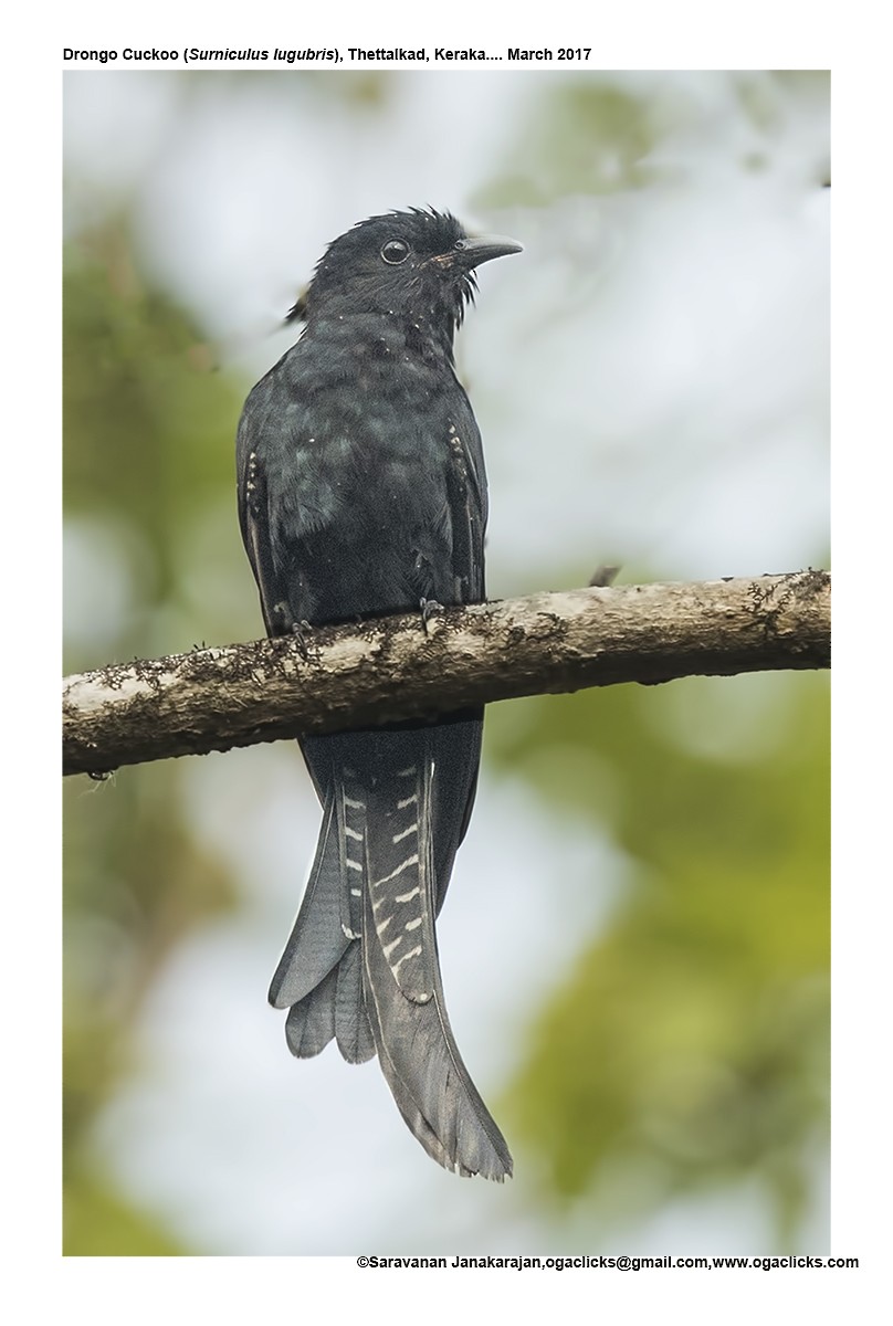 Fork-tailed Drongo-Cuckoo - ML617162259