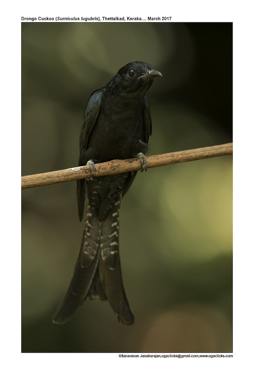 Fork-tailed Drongo-Cuckoo - ML617162268