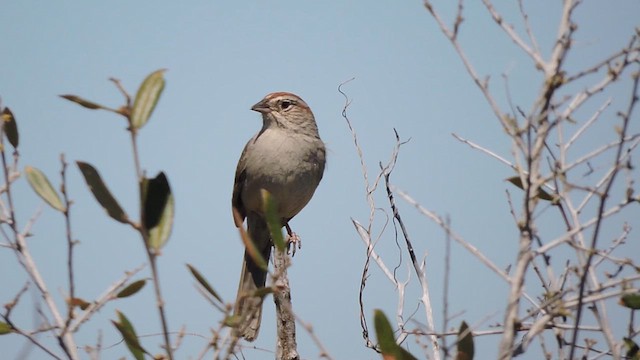 Rufous-crowned Sparrow - ML617162290