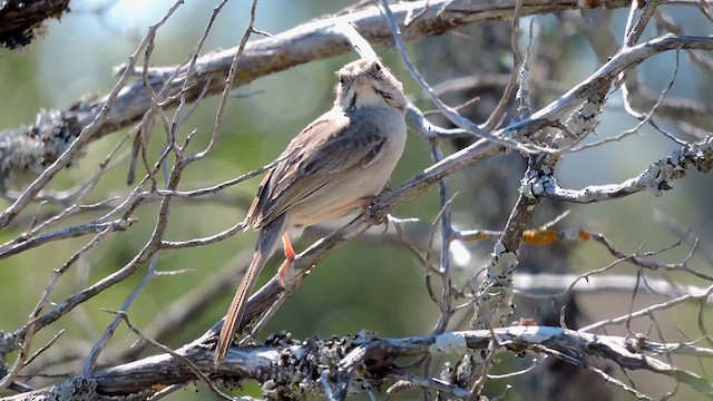 Rufous-crowned Sparrow - ML617162292