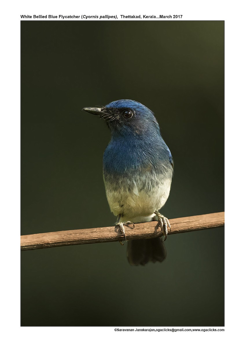 White-bellied Blue Flycatcher - Saravanan Janakarajan