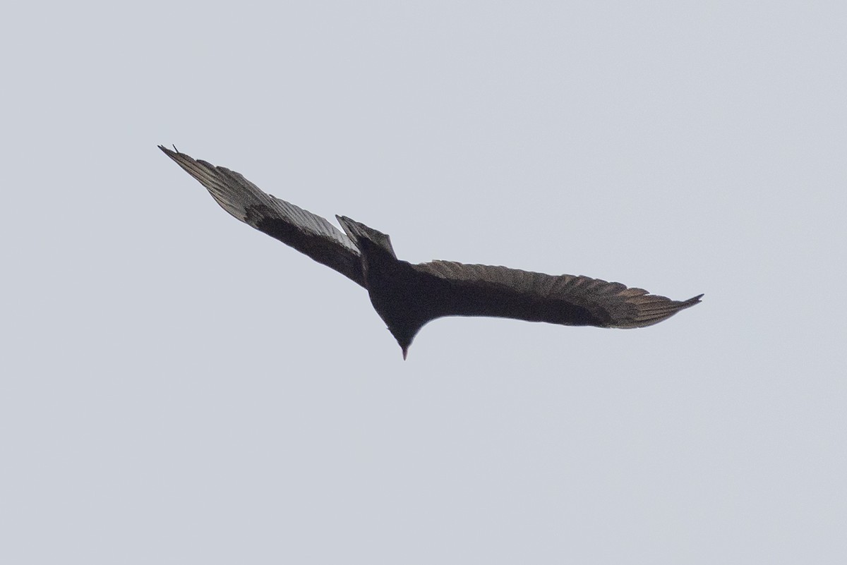 Turkey Vulture - ML617162402