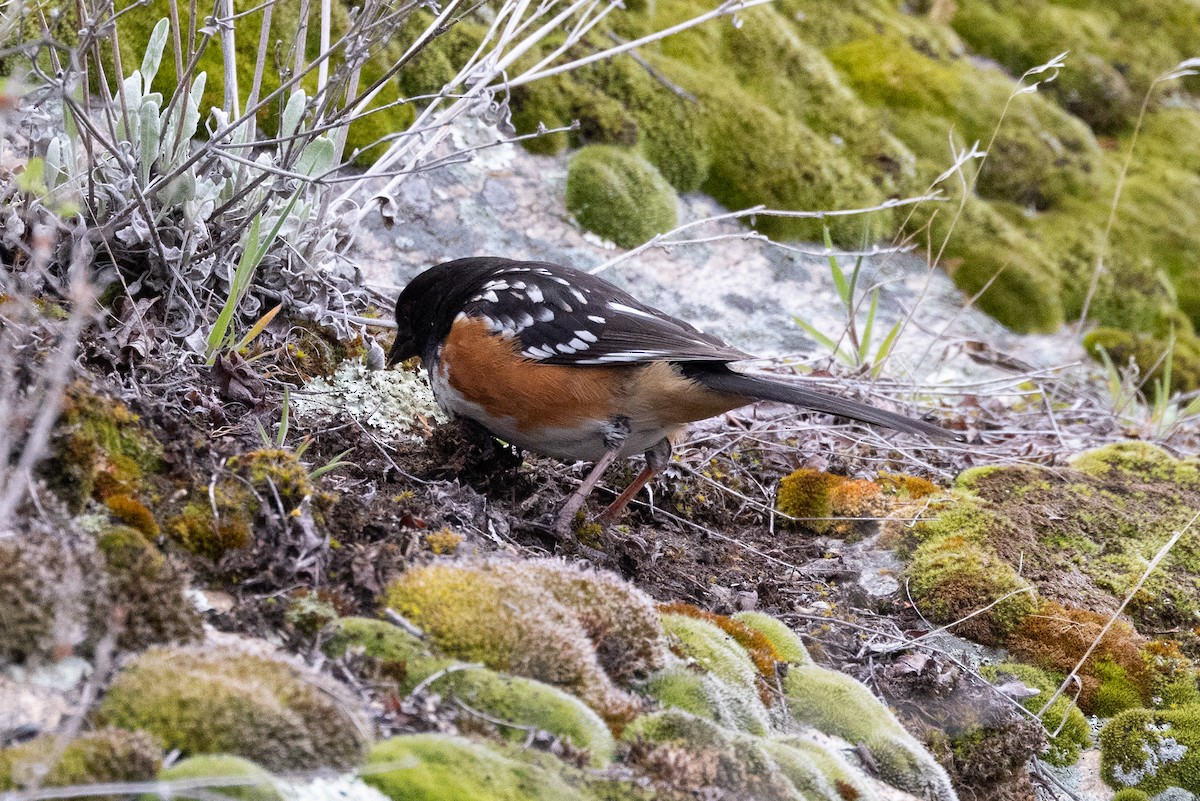 Spotted Towhee - ML617162442