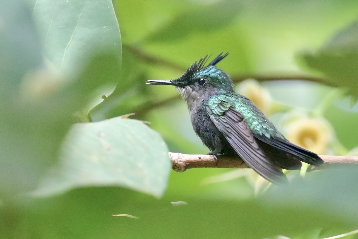 kolibřík chocholatý (ssp. ornatus) - ML617162458