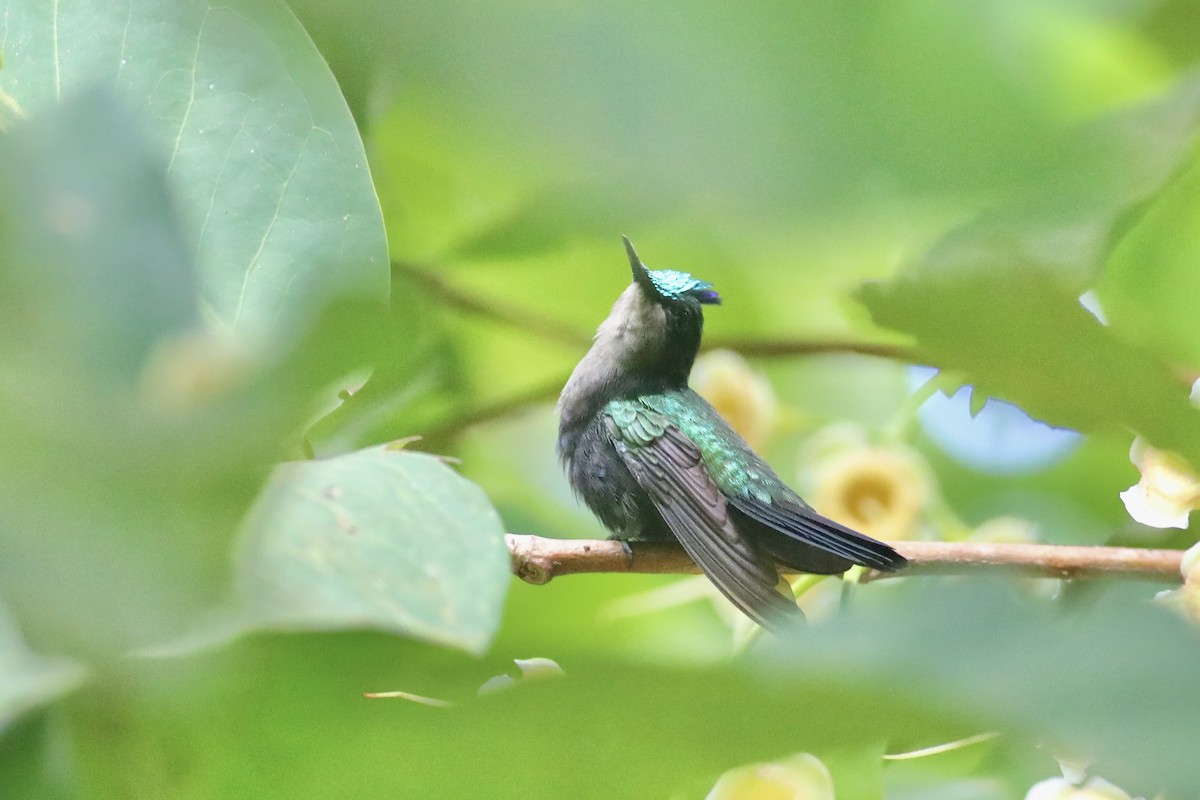 Antillean Crested Hummingbird (St. Vincent) - ML617162464