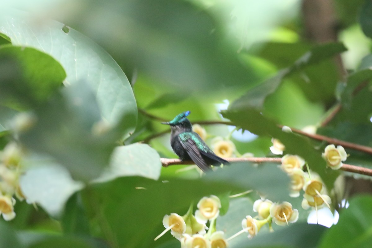kolibřík chocholatý (ssp. ornatus) - ML617162468