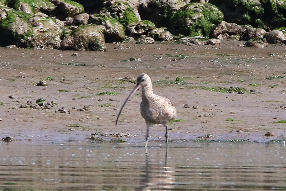 Long-billed Curlew - ML617162504