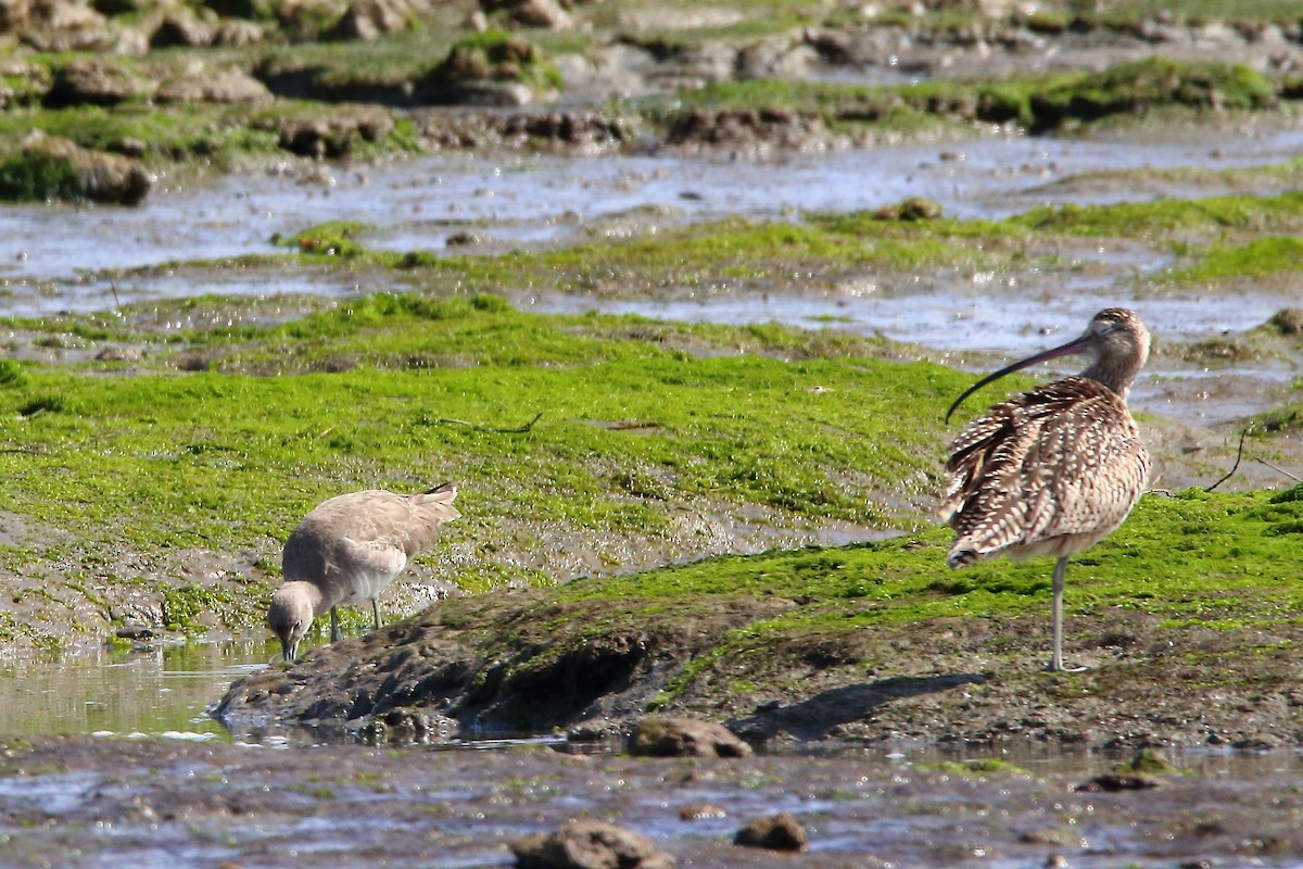 Long-billed Curlew - ML617162506