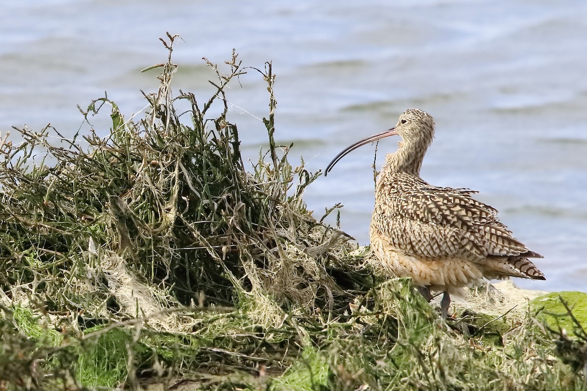 Long-billed Curlew - ML617162507