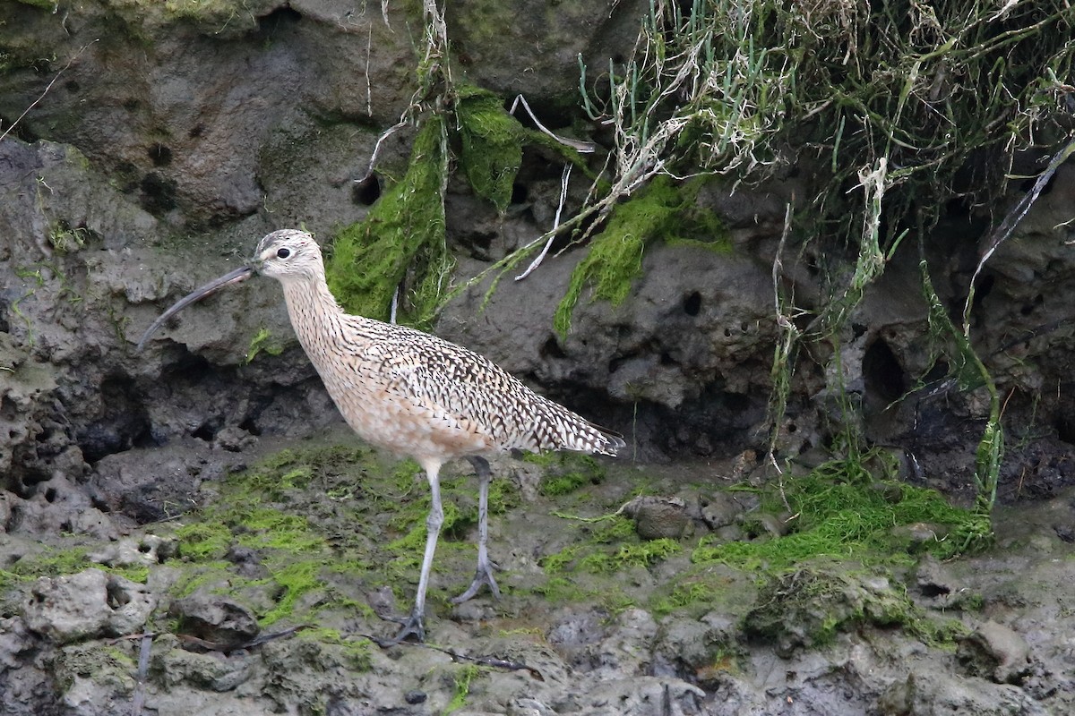 Long-billed Curlew - ML617162508