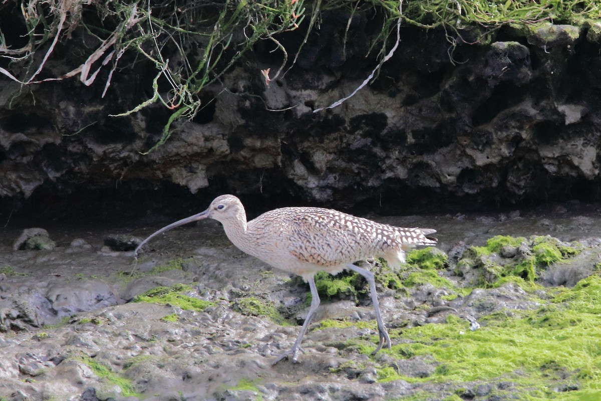 Long-billed Curlew - ML617162509