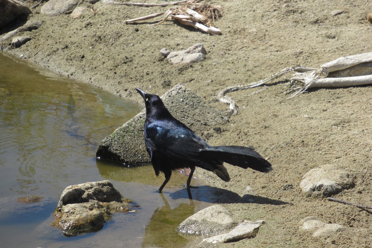 Great-tailed Grackle - ML617162566