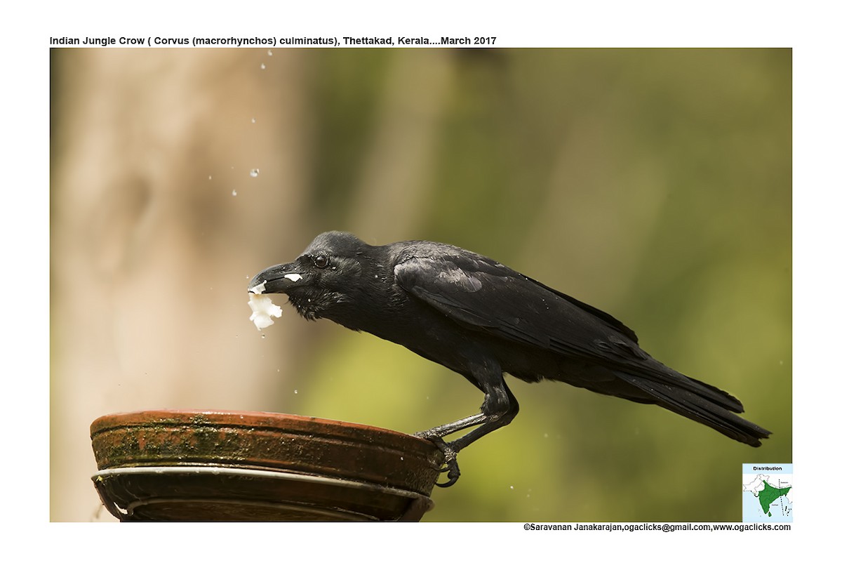 Large-billed Crow (Indian Jungle) - ML617162567