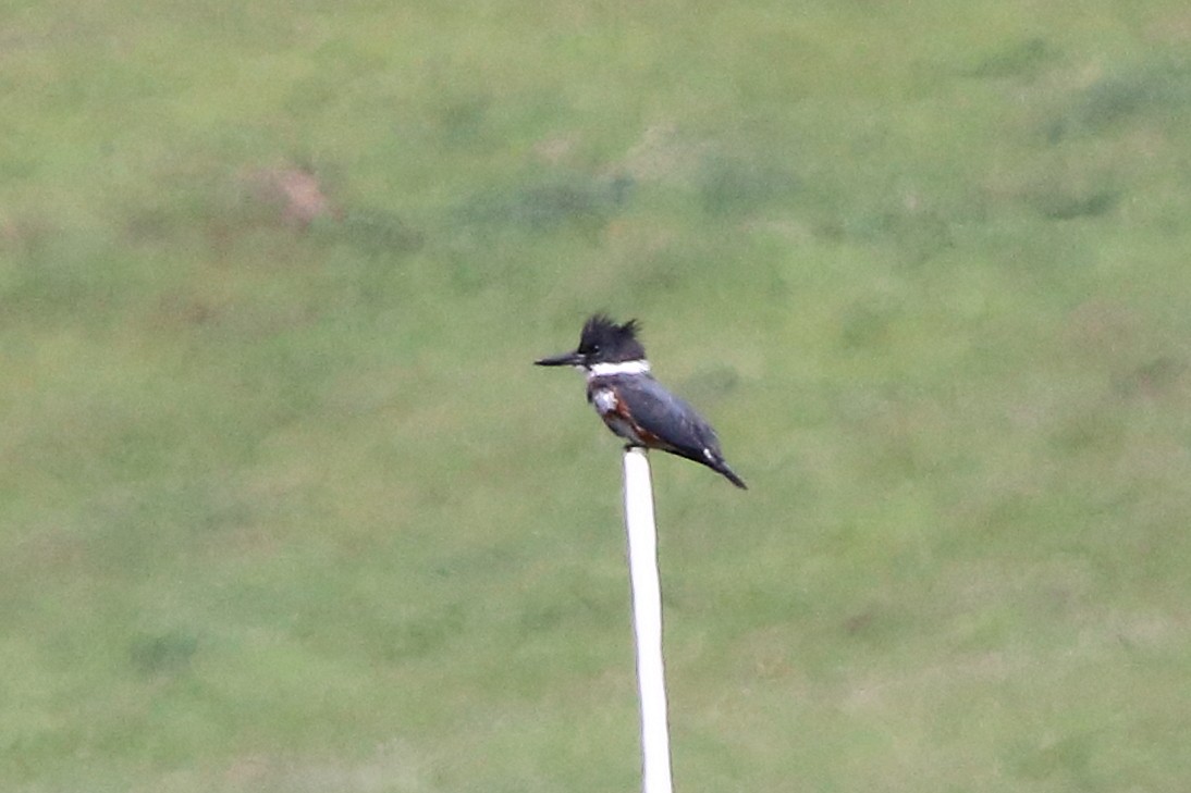 Belted Kingfisher - ML617162608