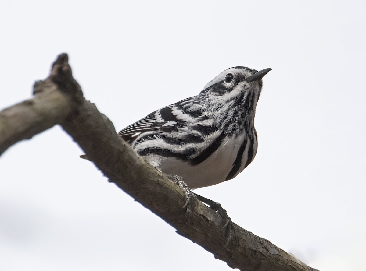 Black-and-white Warbler - ML617162646