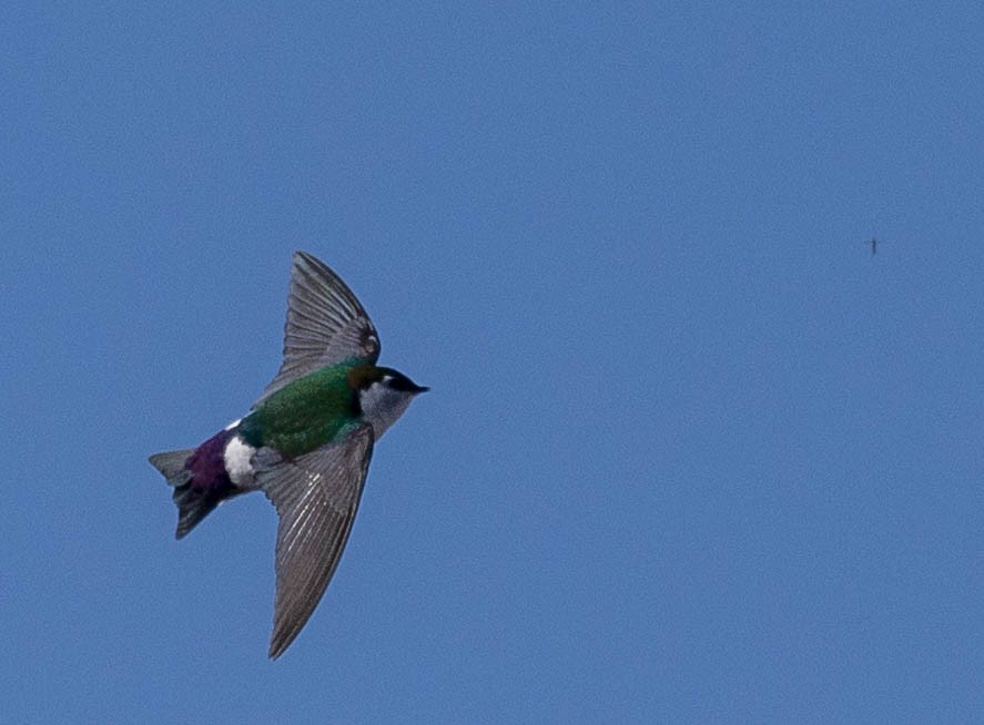Violet-green Swallow - ML617162771
