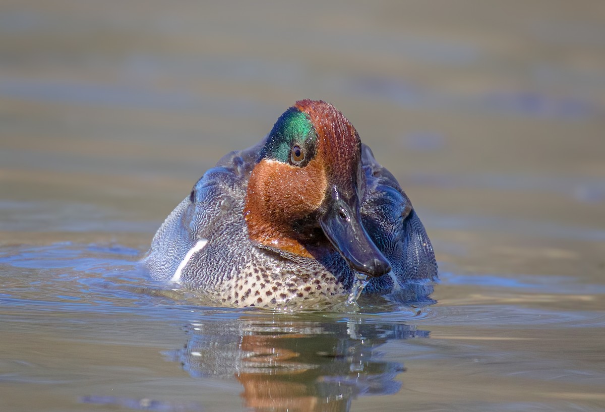 Green-winged Teal - ML617162781