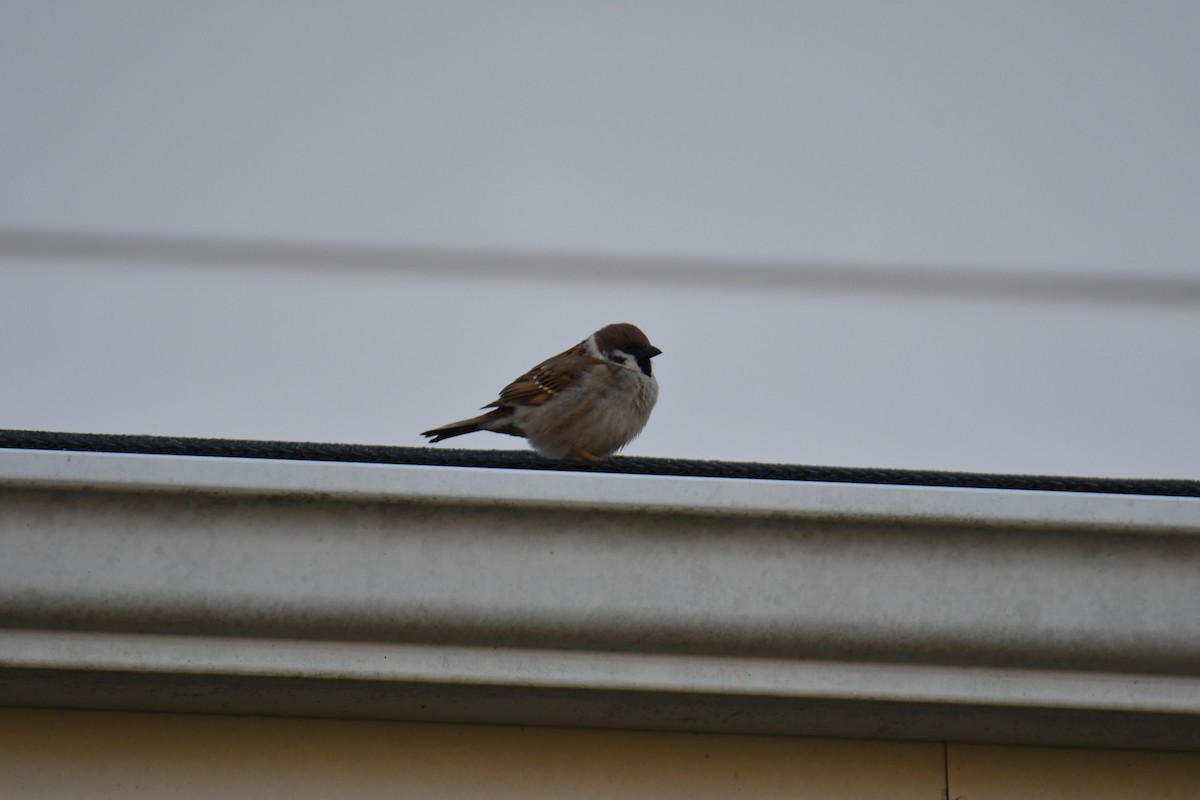 Eurasian Tree Sparrow - ML617162871