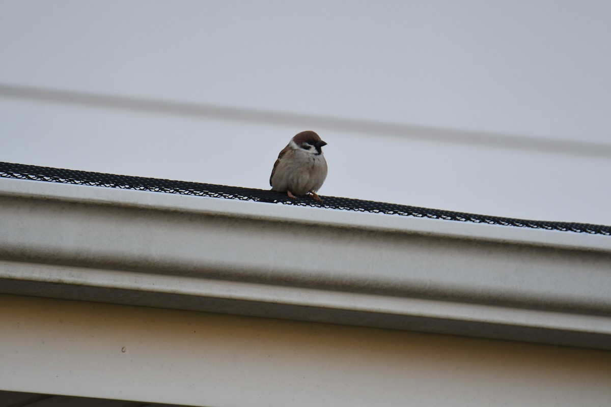 Eurasian Tree Sparrow - ML617162872