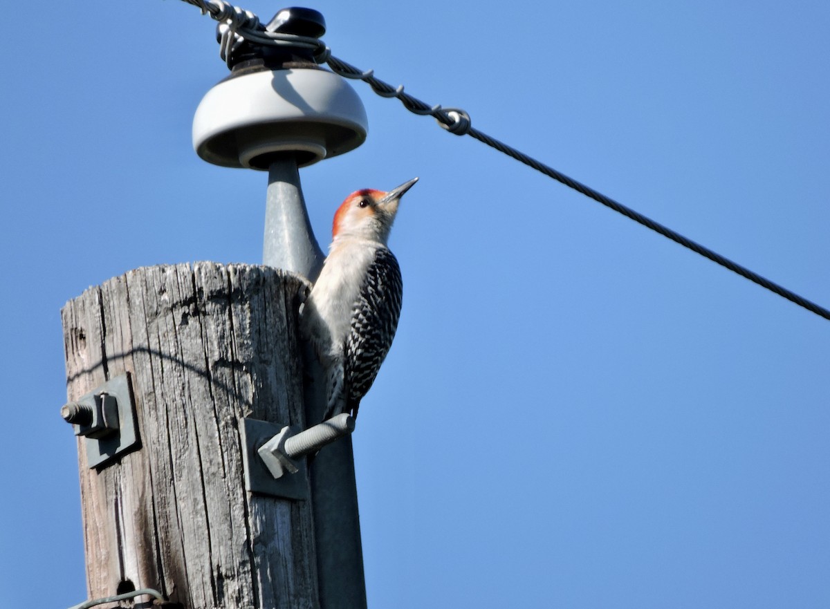 Red-bellied Woodpecker - ML617162889