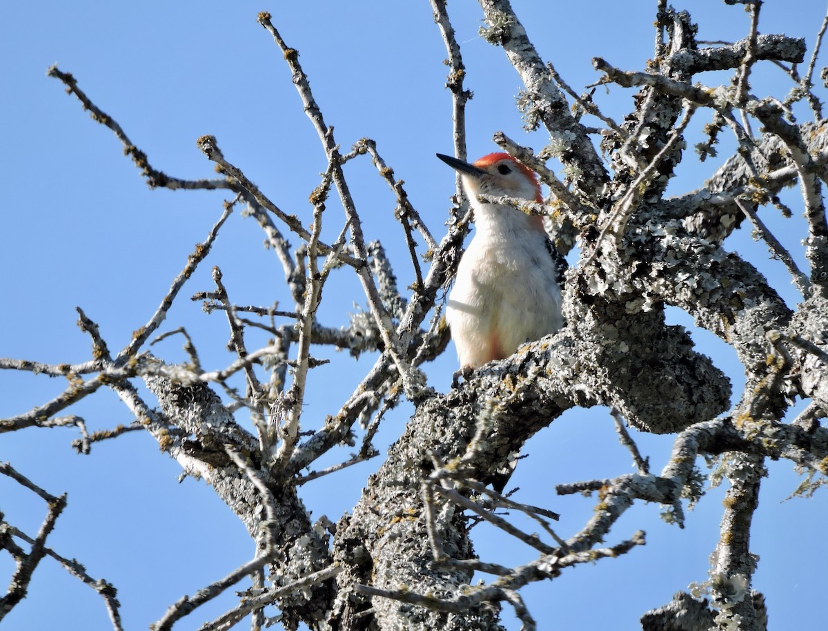 Red-bellied Woodpecker - Daniel Casey