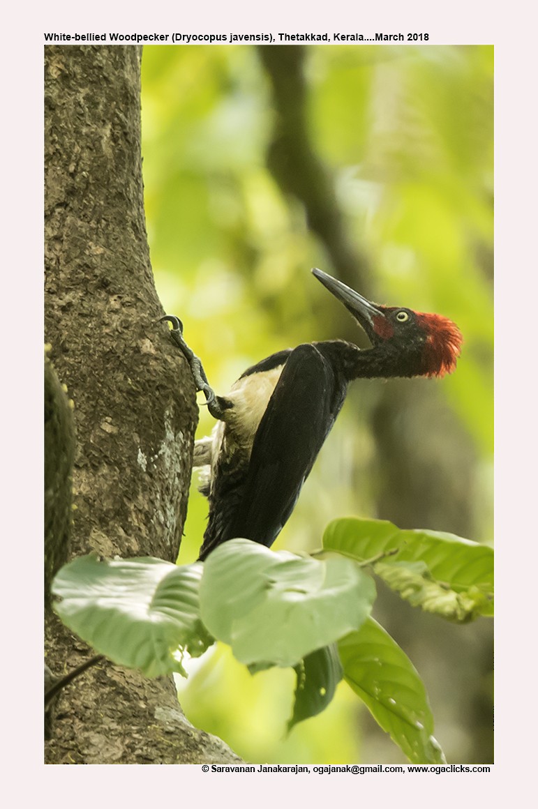 White-bellied Woodpecker - ML617162974