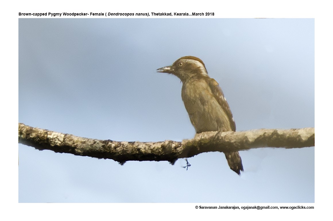 Brown-capped Pygmy Woodpecker - Saravanan Janakarajan