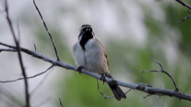 Black-throated Sparrow - ML617163063