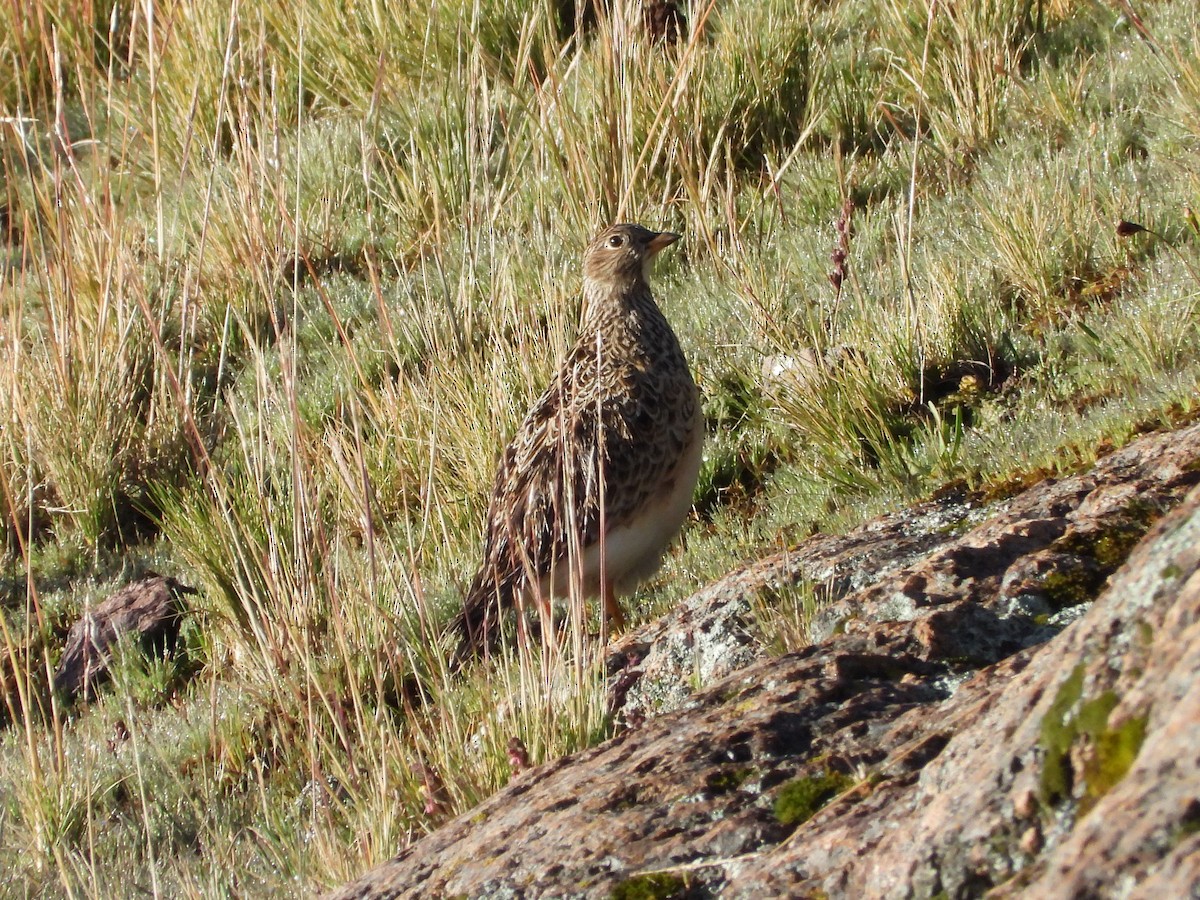 Gray-breasted Seedsnipe - ML617163144