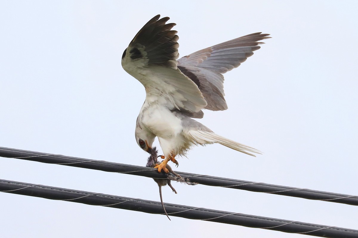 White-tailed Kite - ML617163175