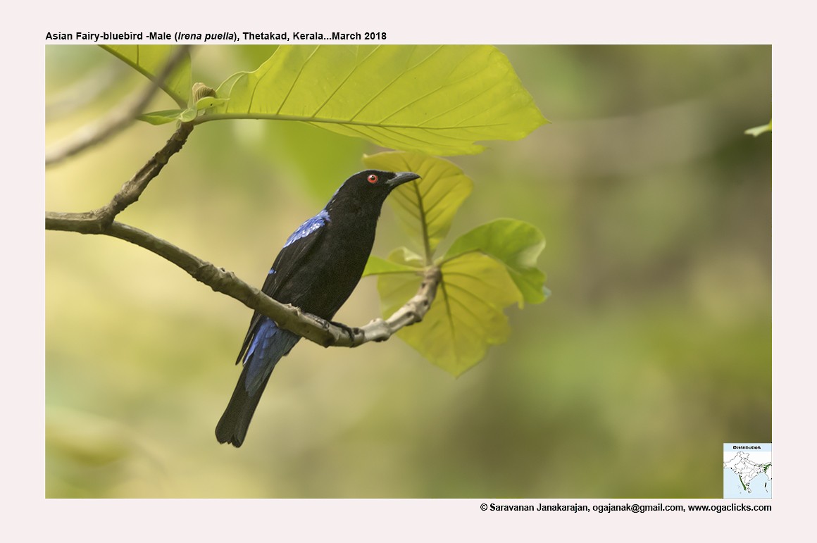 Asian Fairy-bluebird - ML617163199